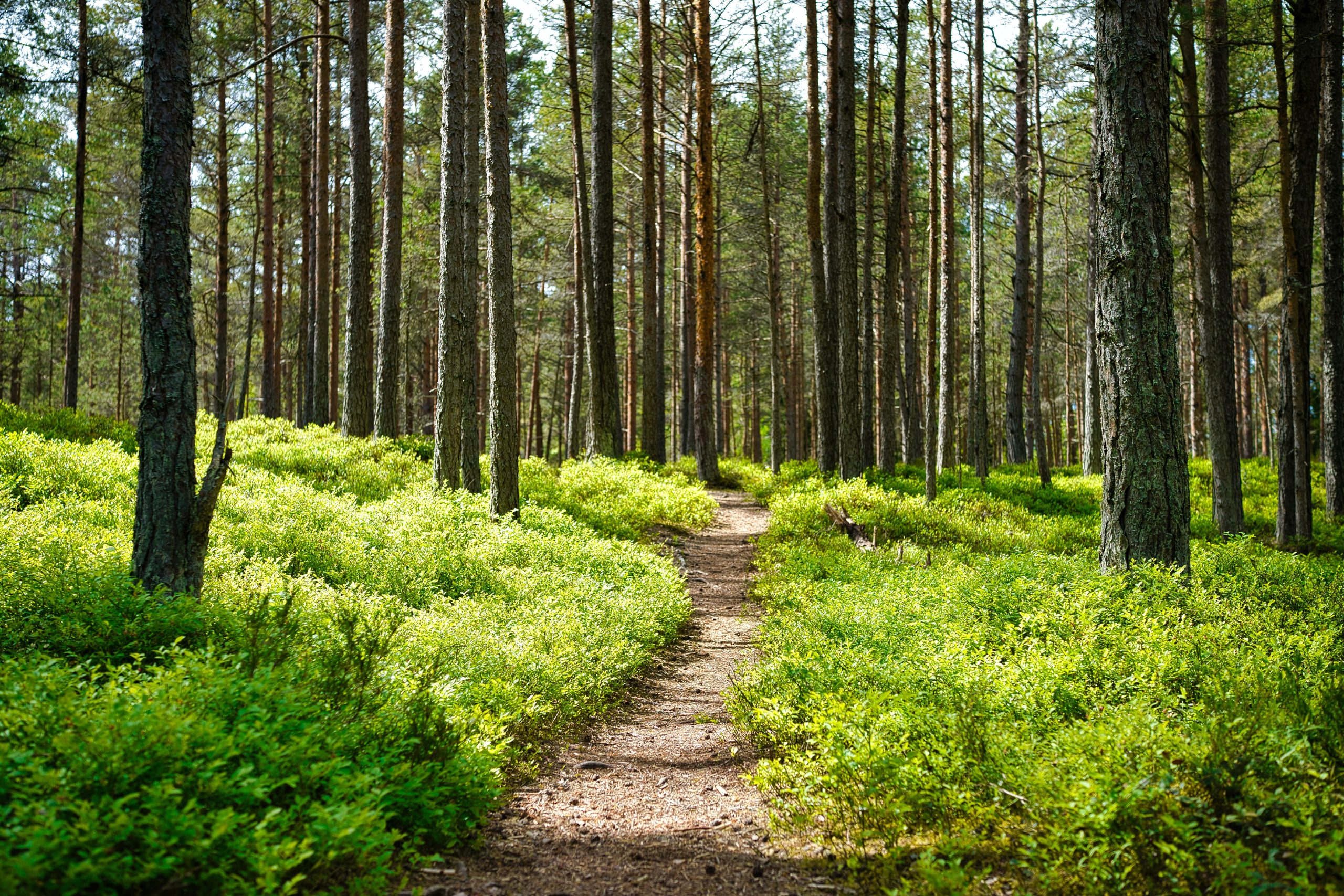 8 Health Benefits of Spending Time in the Forest - Jodie Gale